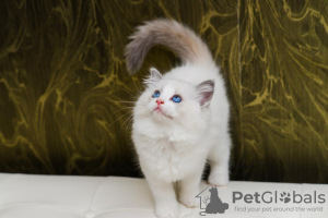 Photo №3. Pedigree Ragdoll kittens champion parents. Belgium