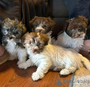 Photo №1. havanese dog - for sale in the city of Berlin | 941$ | Announcement № 139073