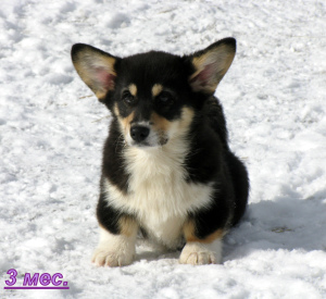 Photo №2 to announcement № 1400 for the sale of welsh corgi - buy in Russian Federation private announcement, breeder