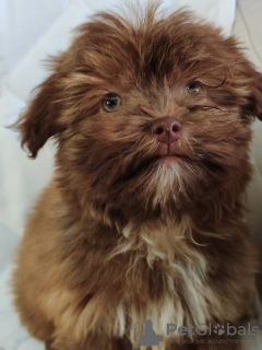 Photo №2 to announcement № 133915 for the sale of bolonka - buy in Serbia breeder