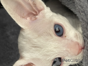 Photo №4. I will sell devon rex in the city of Гамбург. private announcement - price - 528$