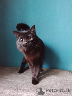 Photo №4. I will sell  in the city of Moscow river. private announcement - price - Is free