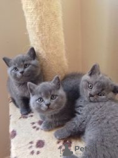 Photo №2 to announcement № 116403 for the sale of british shorthair - buy in Germany private announcement