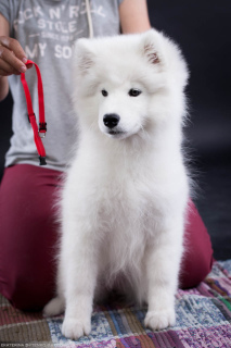 Additional photos: Samoyed. Girl breeding