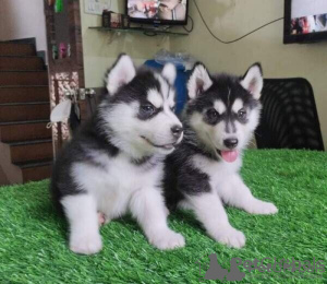 Photo №1. siberian husky - for sale in the city of Eschborn | Is free | Announcement № 85086