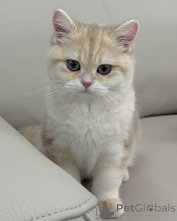 Photo №3. Meet Oliver a gentle little gentleman with golden eyes and a heart full of calm. Germany