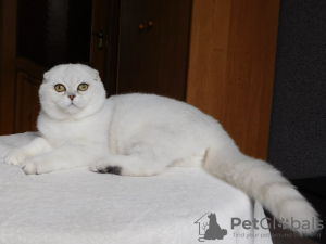 Photo №1. scottish fold - for sale in the city of Kamenskoe | 600$ | Announcement № 14797