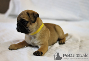 Photo №3. Pug apricot. Ukraine