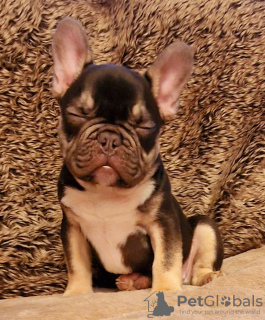 Additional photos: French bulldog