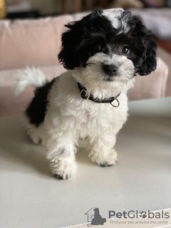 Photo №3. Toy Yorkie valpar. Sweden