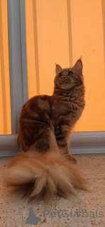 Photo №3. Maine Coon Female. Russian Federation