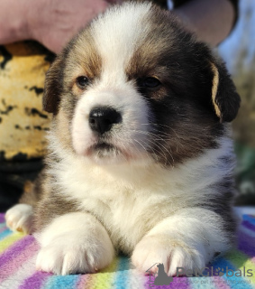 Photo №1. welsh corgi - for sale in the city of St. Petersburg | negotiated | Announcement № 9705