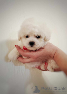 Additional photos: Bichon Frieze puppy for sale