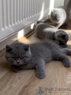 Photo №1. british shorthair - for sale in the city of Dusseldorf | 423$ | Announcement № 119434