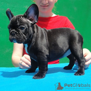 Photo №2 to announcement № 124794 for the sale of french bulldog - buy in Austria 