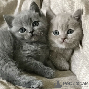 Photo №2 to announcement № 133219 for the sale of british longhair - buy in France private announcement