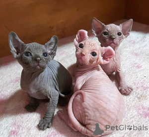 Photo №1. sphynx cat - for sale in the city of Murcia | negotiated | Announcement № 176378