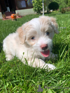 Photo №1. maltipu - for sale in the city of Москва | 1380$ | Announcement № 20360