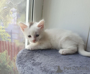 Photo №1. turkish angora - for sale in the city of Kemnitz | 361$ | Announcement № 177541
