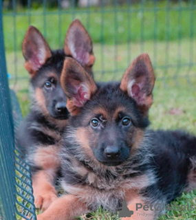 Photo №4. I will sell german shepherd in the city of Loznica. breeder - price - 317$