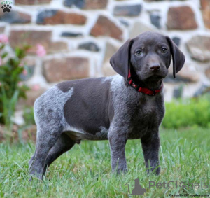 Photo №1. german shorthaired pointer - for sale in the city of Aleksandrów kujawski | 609$ | Announcement № 172660