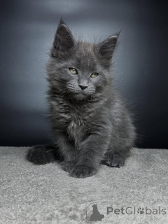 Photo №2 to announcement № 159070 for the sale of maine coon - buy in Germany breeder