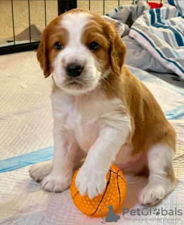 Photo №1. welsh springer spaniel - for sale in the city of Copenhague | negotiated | Announcement № 117491