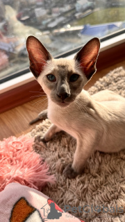 Photo №3. Oriental blue seal point cats. Ukraine