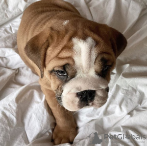 Photo №2 to announcement № 65727 for the sale of english bulldog - buy in Norway private announcement, from nursery