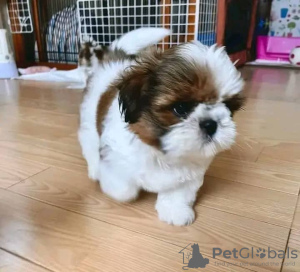 Photo №1. shih tzu - for sale in the city of Sydney | negotiated | Announcement № 71716