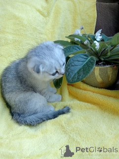 Photo №3. Kitty. Russian Federation