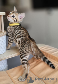 Photo №3. Adorable bengal kittens available now for sale. New Zealand