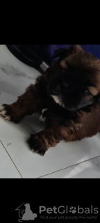 Photo №4. I will sell shih tzu in the city of Zhytomyr. private announcement, breeder - price - 500$
