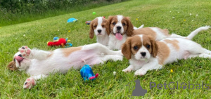 Photo №1. cavalier king charles spaniel - for sale in the city of Мёнхенгладбах | negotiated | Announcement № 32223