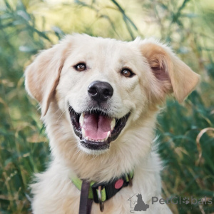 Photo №1. non-pedigree dogs - for sale in the city of Moscow river | Is free | Announcement № 151941