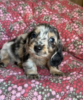 Photo №1. dachshund - for sale in the city of Edinburgh | 341$ | Announcement № 171524