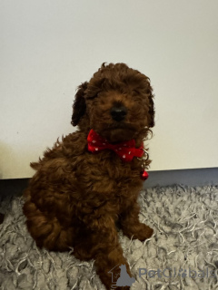 Photo №3. Red toy poodle available new homes. United States