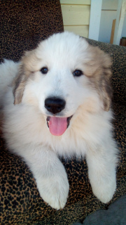 Photo №1. great pyrenees - for sale in the city of Permian | negotiated | Announcement № 1802