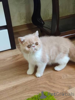 Photo №1. exotic shorthair - for sale in the city of Krakow | 413$ | Announcement № 173298