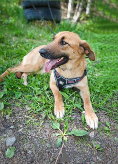 Photo №2 to announcement № 168981 for the sale of non-pedigree dogs - buy in Russian Federation private announcement