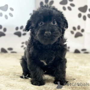 Photo №2 to announcement № 167064 for the sale of yorkshire terrier - buy in United States private announcement