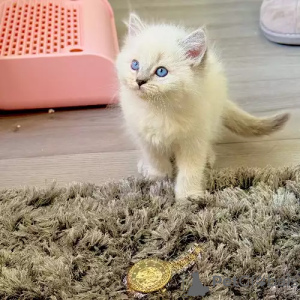 Photo №2 to announcement № 167258 for the sale of ragdoll - buy in Germany private announcement