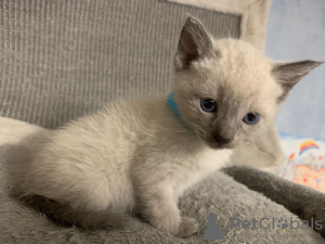 Photo №1. siamese cat - for sale in the city of Sydney | 264$ | Announcement № 71721