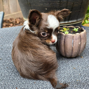 Photo №1. chihuahua - for sale in the city of Lexington | 350$ | Announcement № 110089