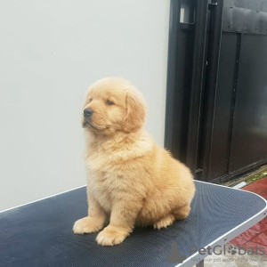 Photo №4. I will sell golden retriever in the city of Aachen. private announcement - price - 423$