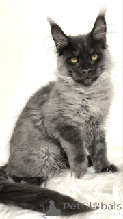 Photo №2 to announcement № 156789 for the sale of maine coon - buy in Germany breeder