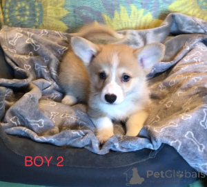 Photo №3. Pure breed Corgi puppies. United States