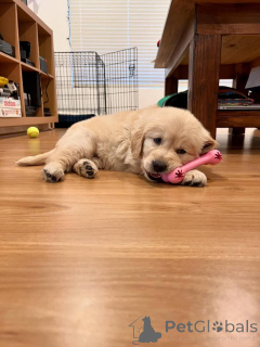 Photo №1. golden retriever - for sale in the city of Marchtrenk | negotiated | Announcement № 171697