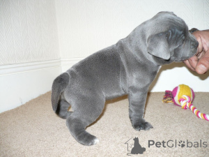 Photo №3. Blaue Staffordshire-Bullterrier-Welpen ... Kontaktieren Sie mich per WhatsApp. Germany