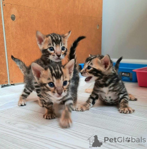 Photo №1. bengal cat - for sale in the city of Jönköping | 706$ | Announcement № 153212